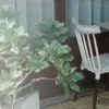 罐裝茶葉：清甜草花金萱（半斤裝 300公克）